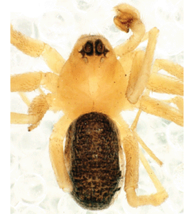 speciesimage