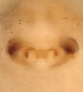 speciesimage