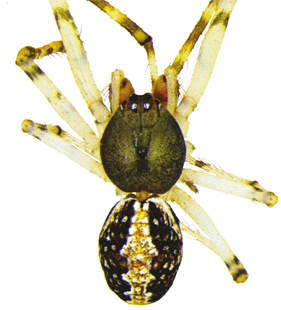 speciesimage
