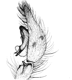 speciesimage