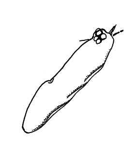 speciesimage