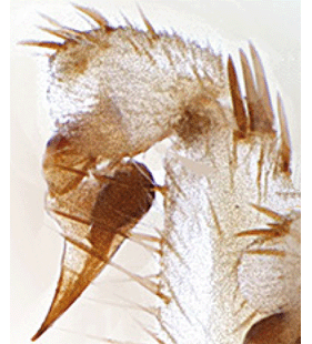 speciesimage