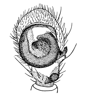 speciesimage
