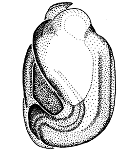 species