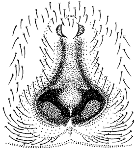 species