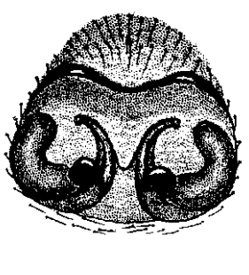speciesimage