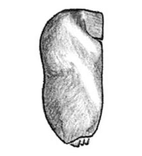 species
