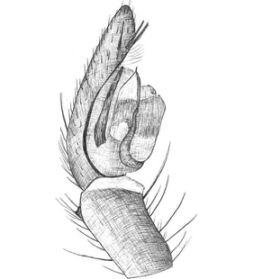 species