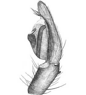 species