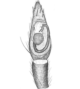 species