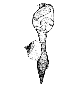 speciesimage