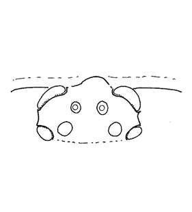 speciesimage