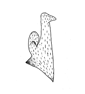 speciesimage