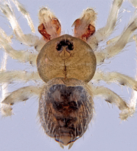 speciesimage