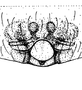 speciesimage