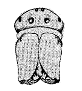 speciesimage