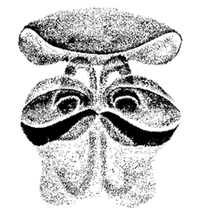 speciesimage