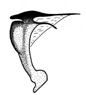 speciesimage