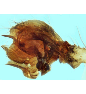 speciesimage