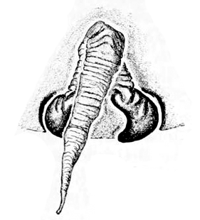 speciesimage