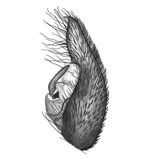 speciesimage