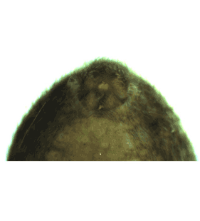 speciesimage