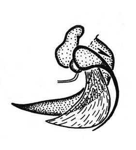 speciesimage
