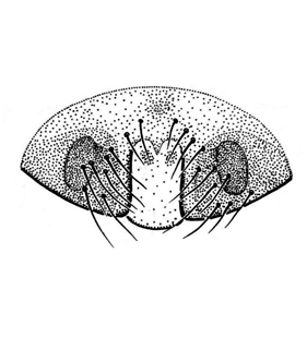 speciesimage