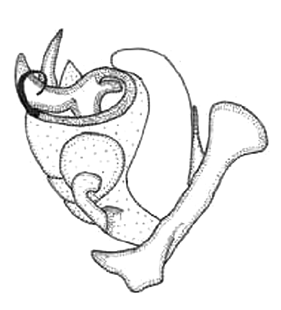 speciesimage
