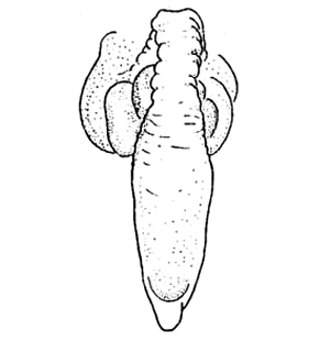 speciesimage