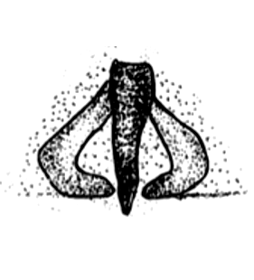 speciesimage