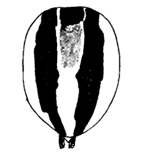 speciesimage