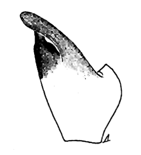 speciesimage
