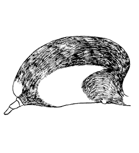 speciesimage