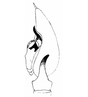 speciesimage