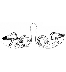 speciesimage