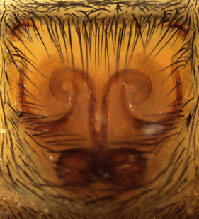 speciesimage