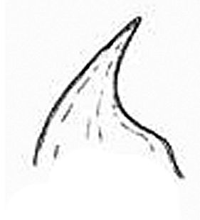 speciesimage