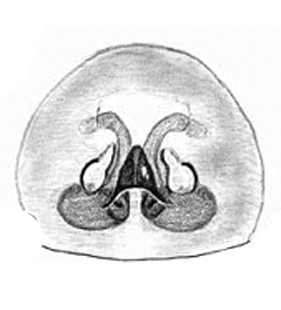 speciesimage