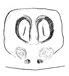 speciesimage