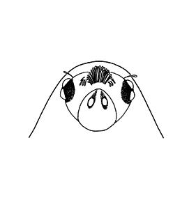 speciesimage