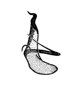 speciesimage