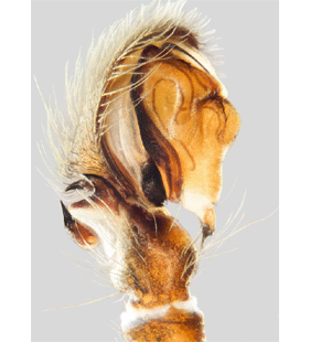 speciesimage