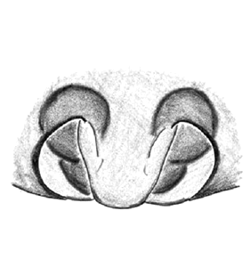 speciesimage