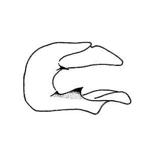 speciesimage