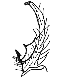 speciesimage