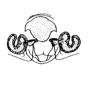 speciesimage