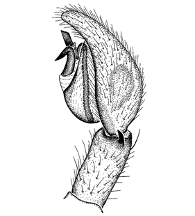 speciesimage