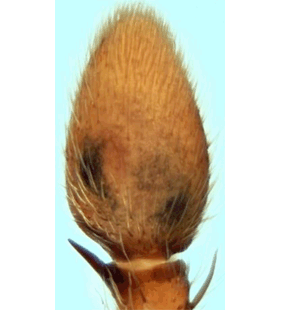 speciesimage