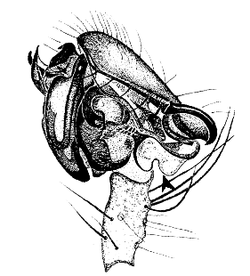speciesimage